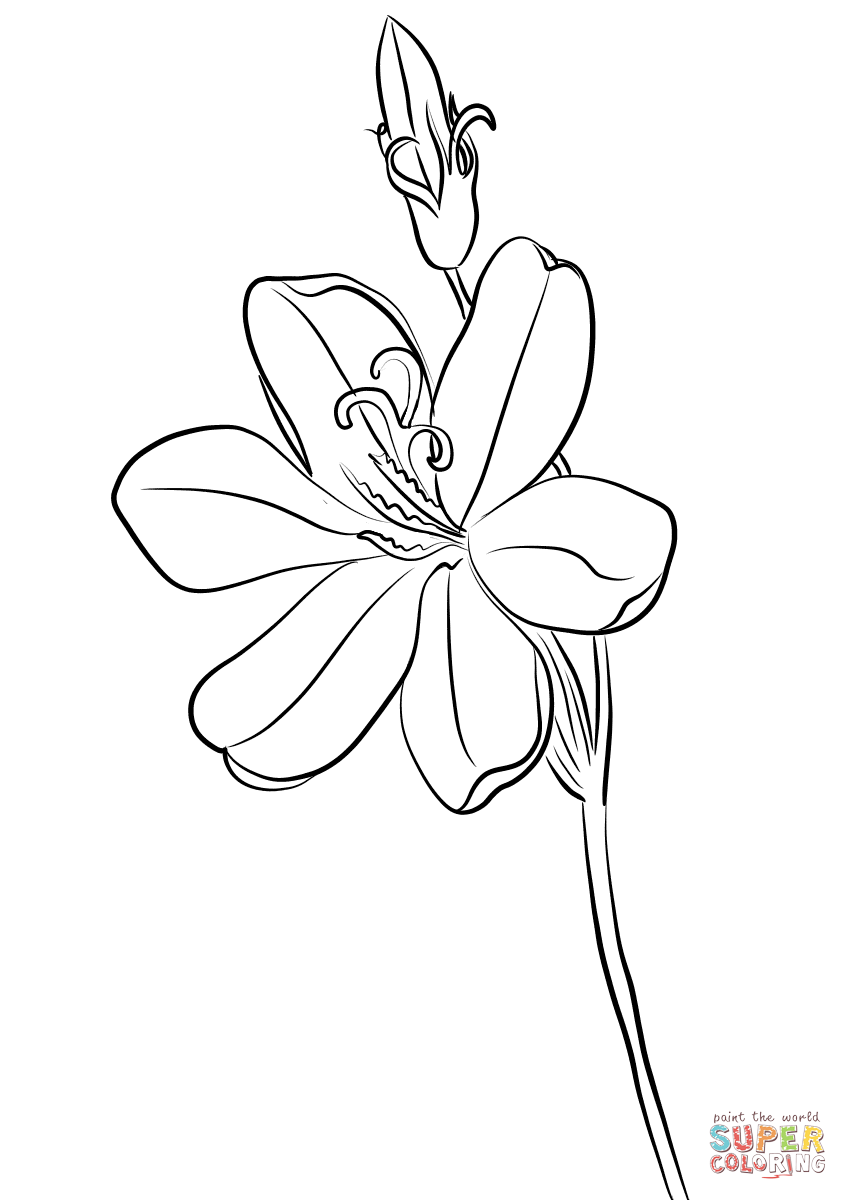 Sparaxis or Harlequin Flower coloring page | Free Printable Coloring Pages