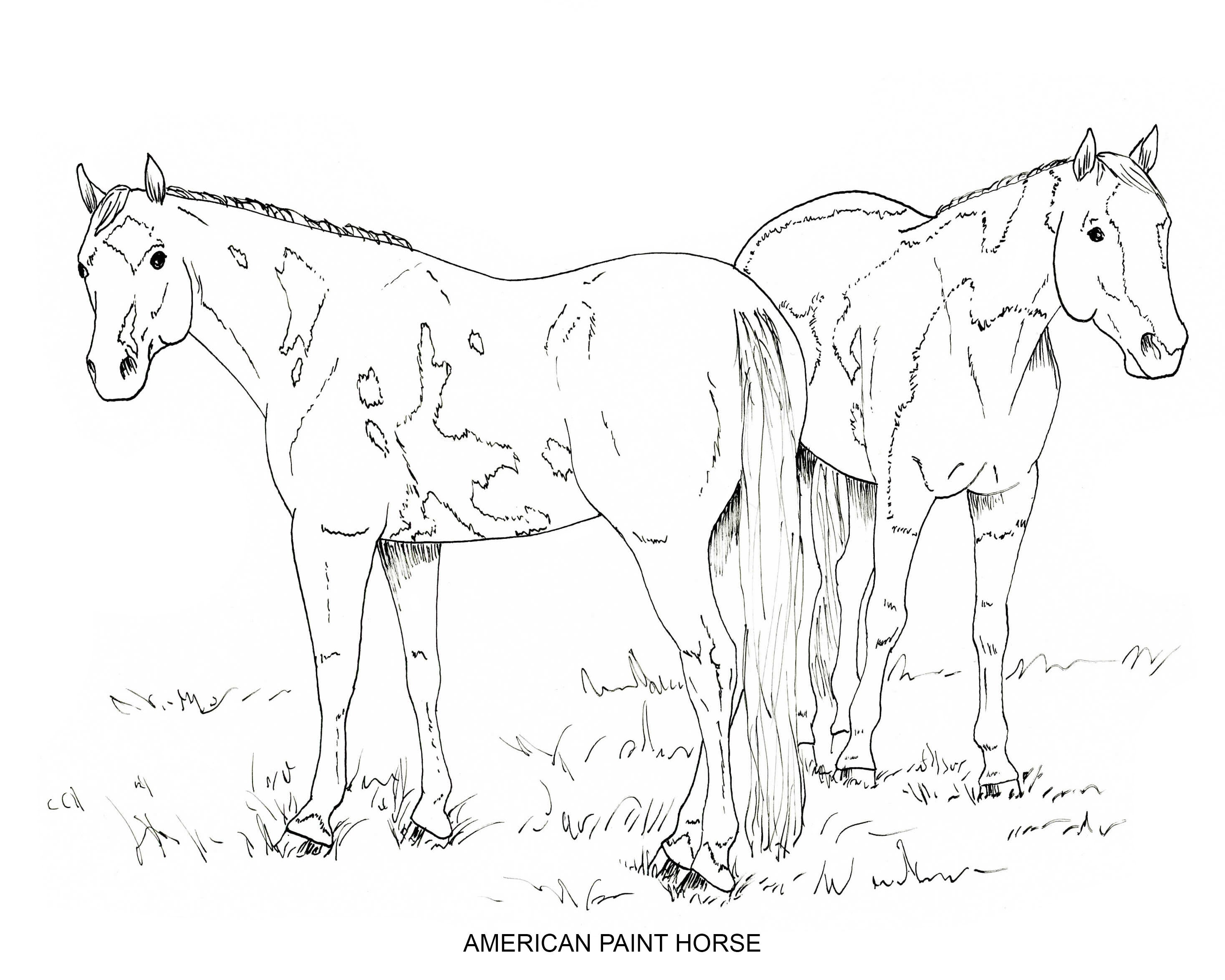 PRINTABLE Set of 10 Horse Breed Coloring Pages 2 Digital | Etsy Canada