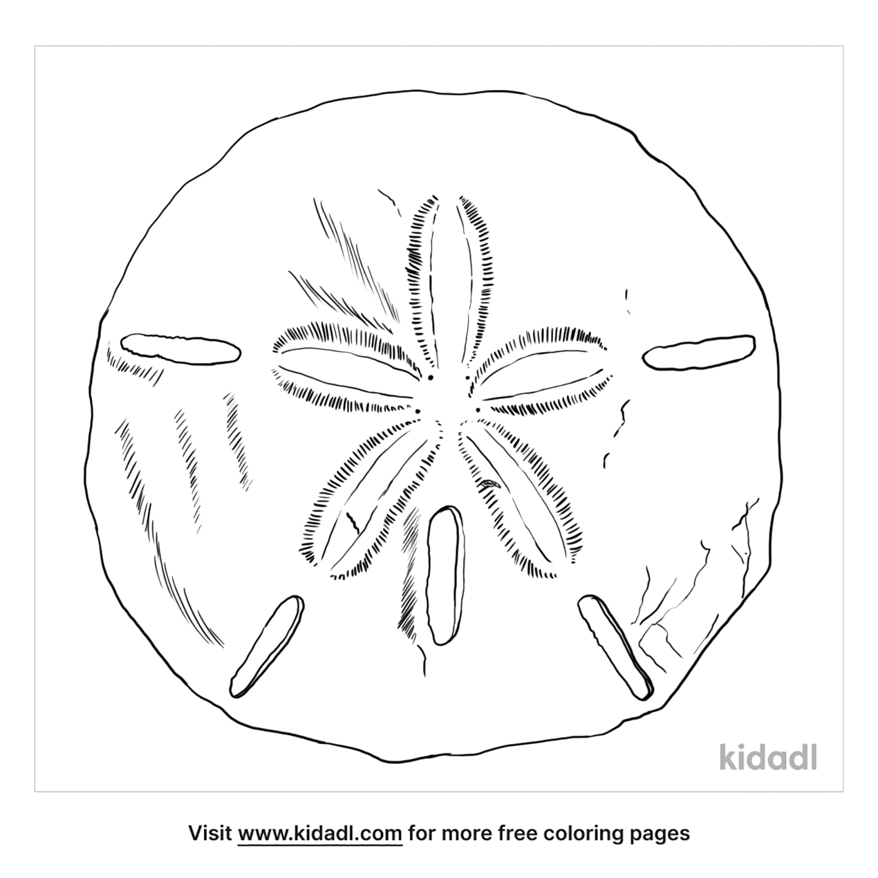 Sanddollar Coloring Pages | Free Animals Coloring Pages | Kidadl