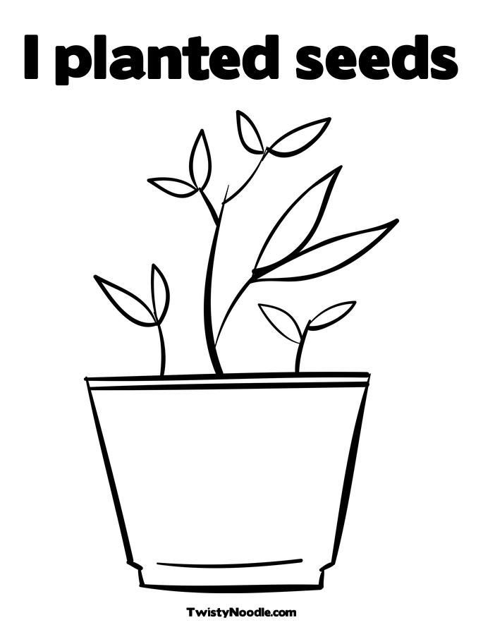 Chamomile Plant Coloring Page - Ð¡oloring Pages For All Ages