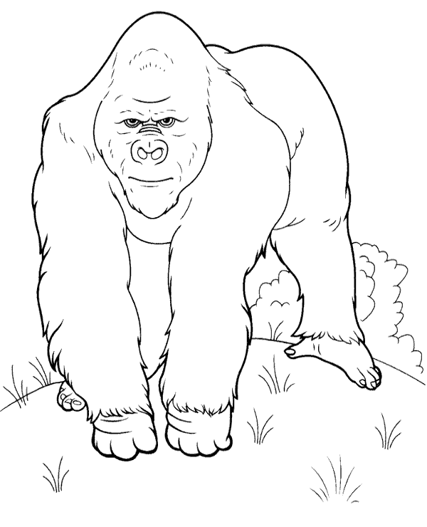 Realistic picture to color of a gorilla - Topcoloringpages.net