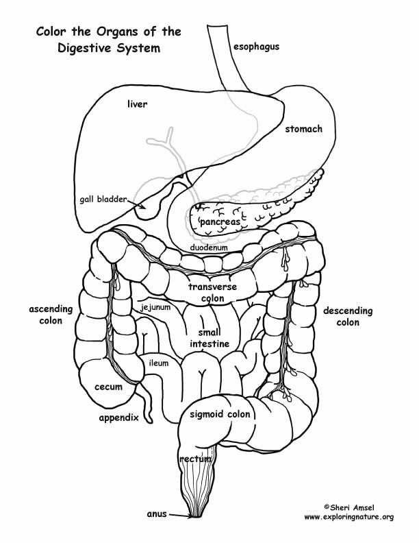 Digestive System Coloring Page Unique Digestive System organs – Coloring  Nature | Digestive system, Digestive system anatomy, Digestive system  worksheet
