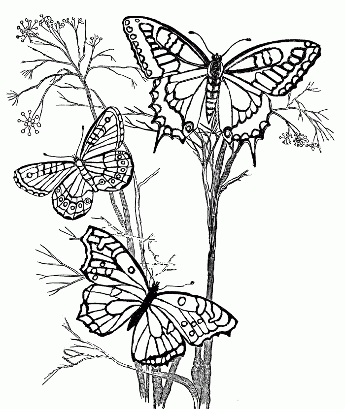 Butterfly and Flowers Adult Coloring Page, Coloring Pages Flowers ...