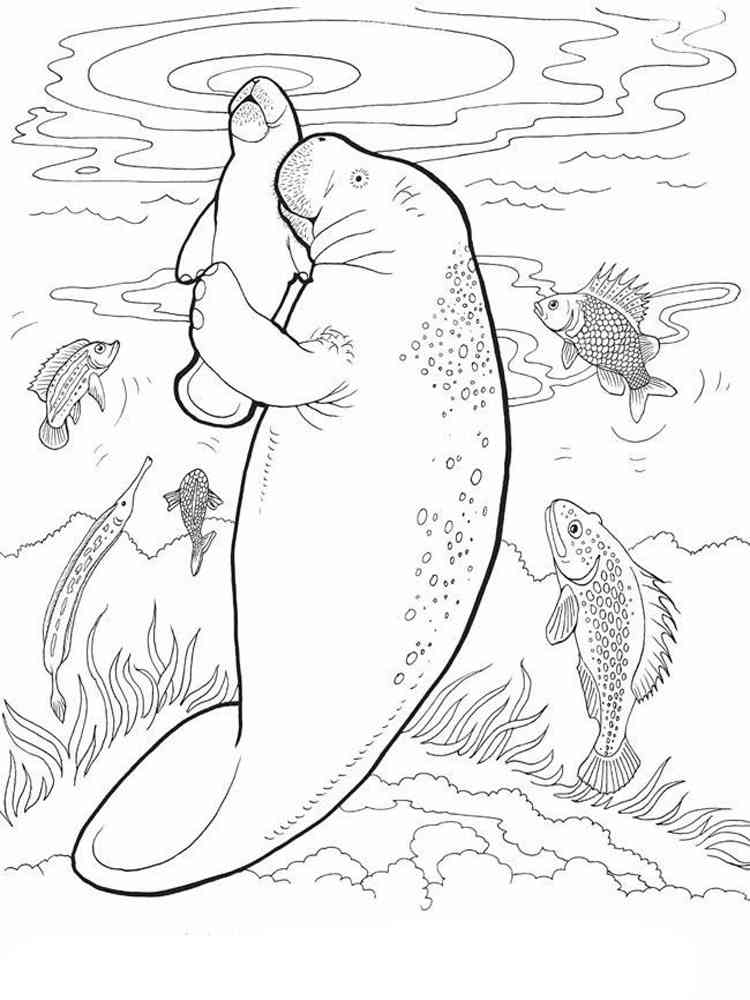 Manatee coloring pages