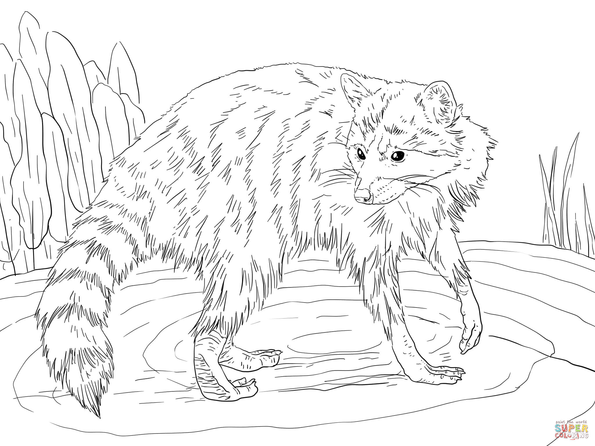 Raccoon coloring page | Free Printable Coloring Pages