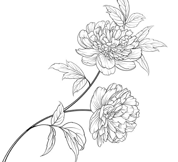 Peony Flower Coloring Page Peony Flower Coloring Page for | Etsy
