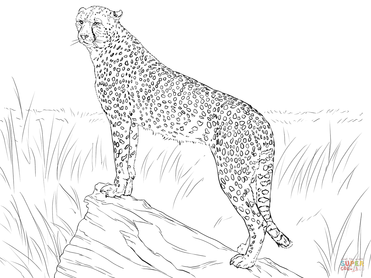Cheetah Observing Its Prey coloring page | Free Printable Coloring ...