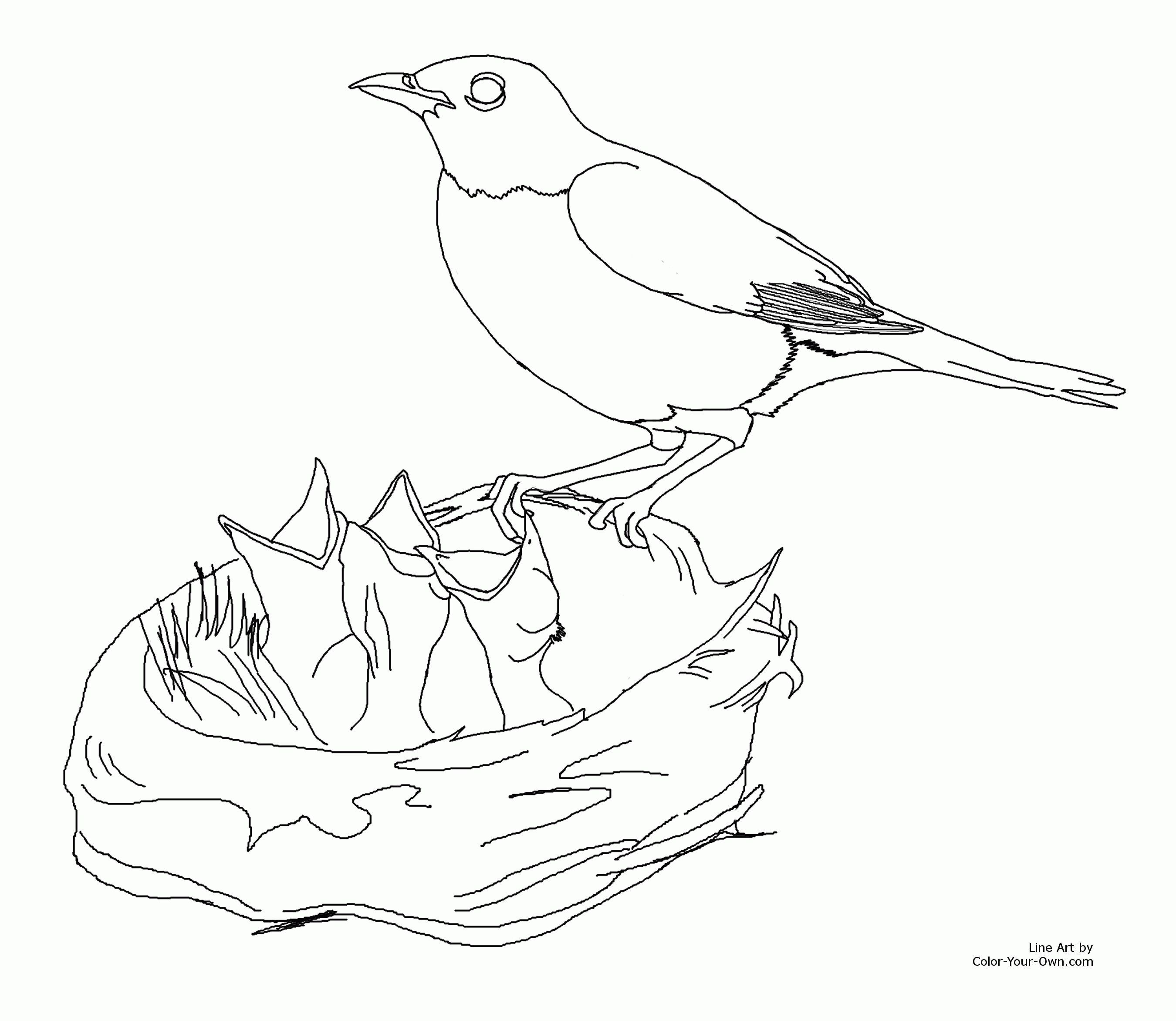 New Coloring Page for Spring - Mother Robin feeding baby birds ...