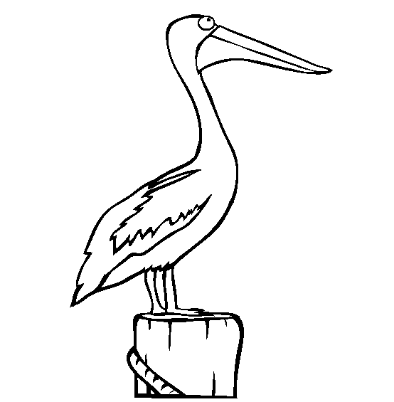 Pelican coloring page - Animals Town - animals color sheet - Pelican  printable coloring