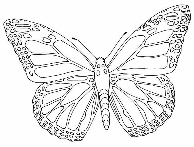 Butterfly Outline