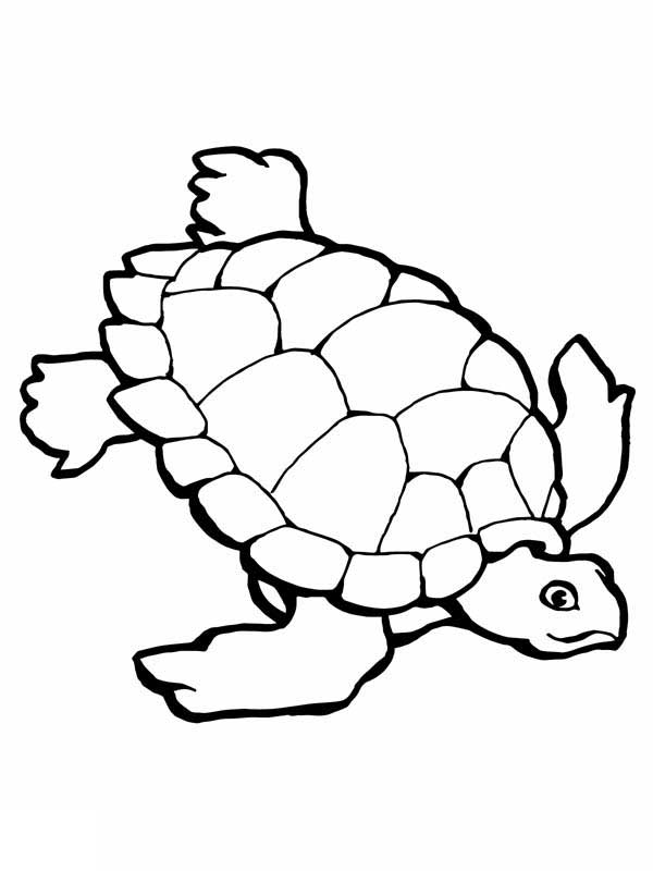 Sea Turtle Research Coloring Page - Free & Printable Coloring ...