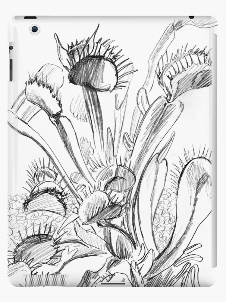 Venus flytrap sketch