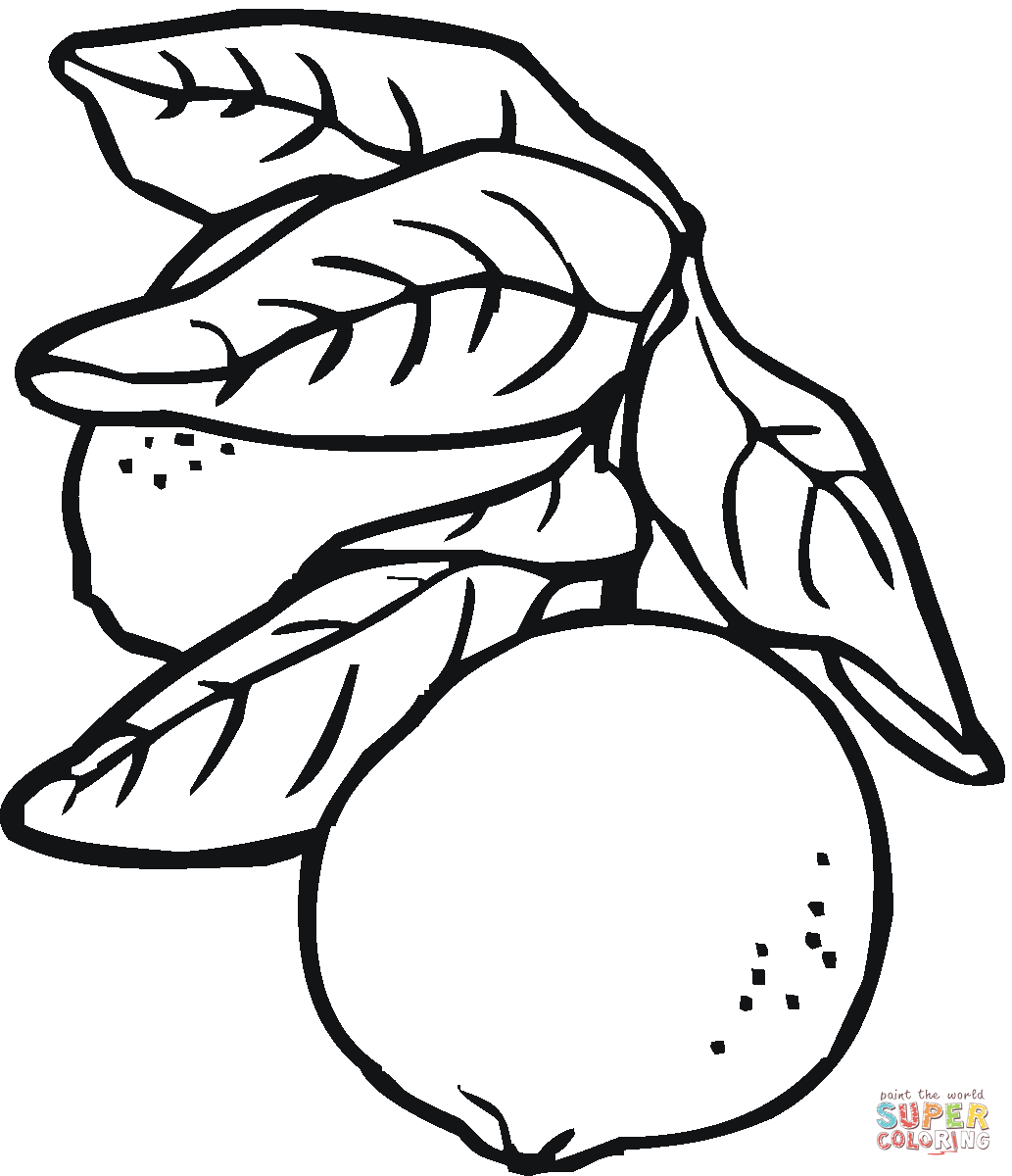 Lime coloring page | Free Printable Coloring Pages