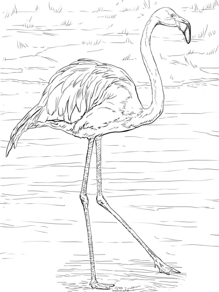 Flamingo coloring pages - 100 Printable coloring pages