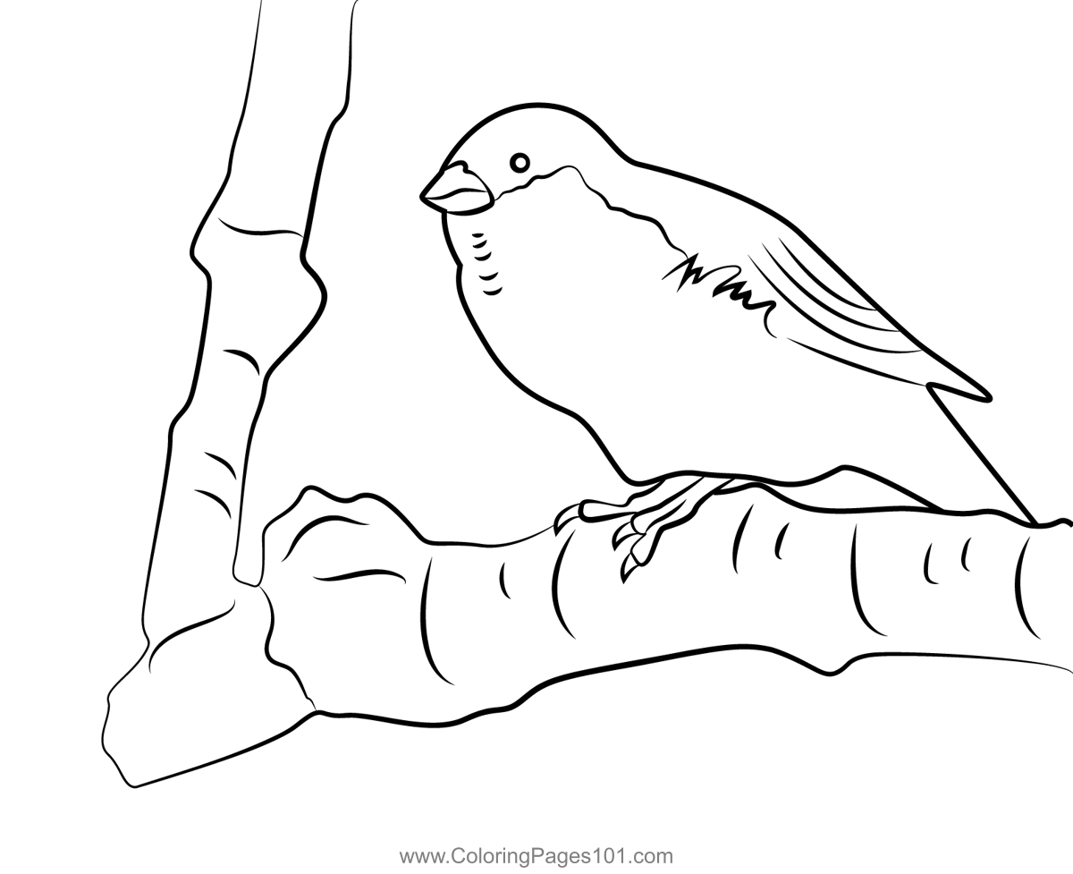 Sparrow On Tree Branch Coloring Page for Kids - Free Sparrows Printable Coloring  Pages Online for Kids - ColoringPages101.com | Coloring Pages for Kids