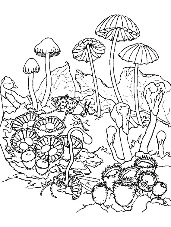 Mushroom coloring for kids - Mushrooms Kids Coloring Pages