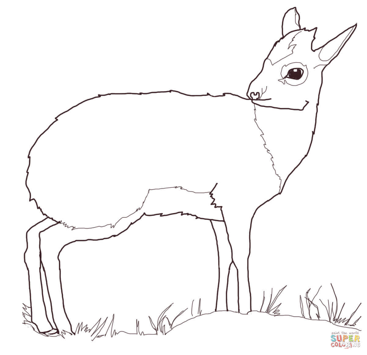 Dik Dik Antelope coloring page | Free Printable Coloring Pages