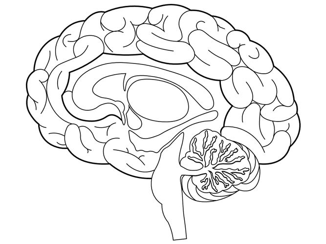 Brain Structures Coloring Page | Human body lesson, Coloring pages, Brain  images