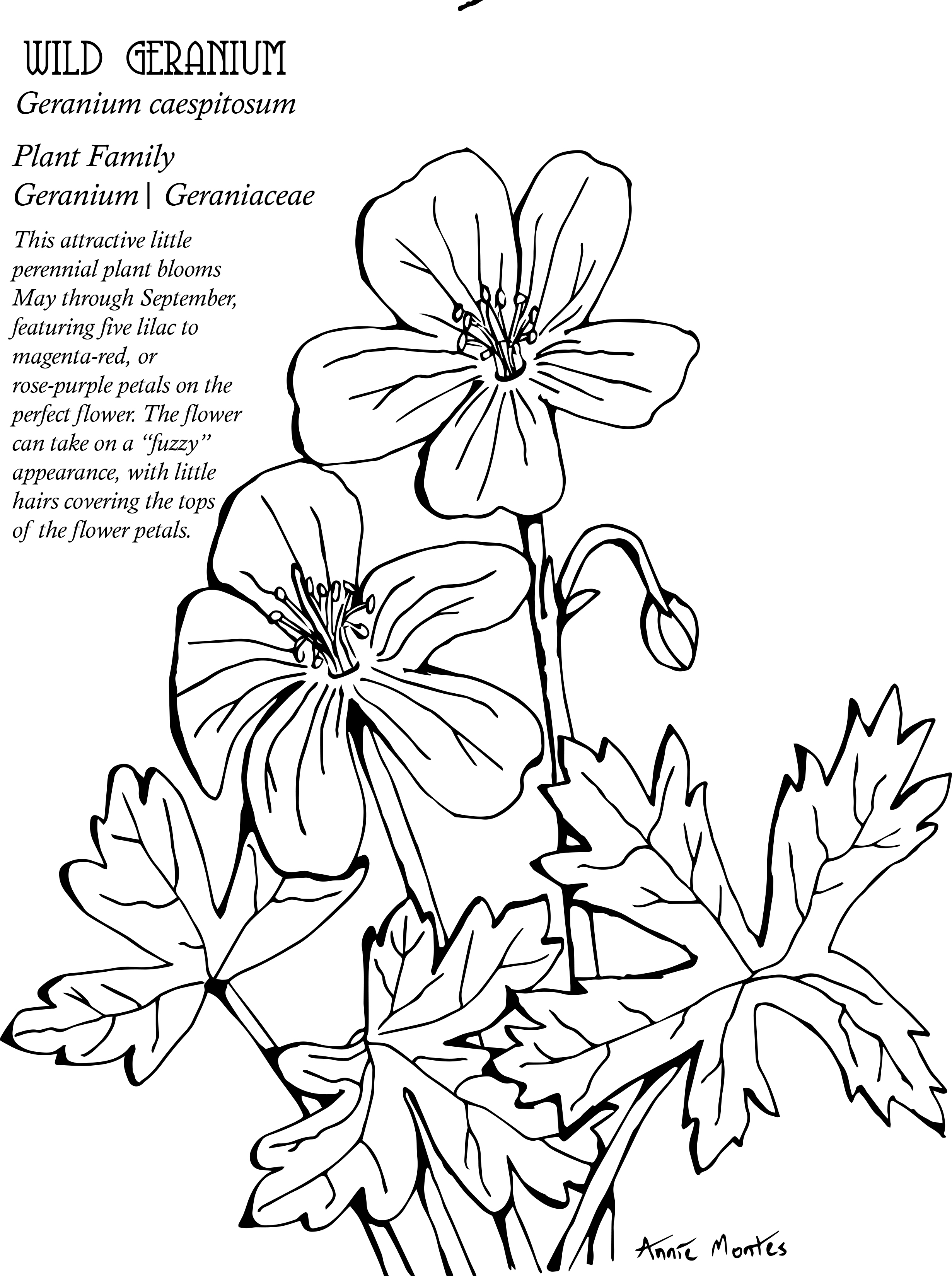 Native Plant Coloring Book – Native Plant Society of New Mexico