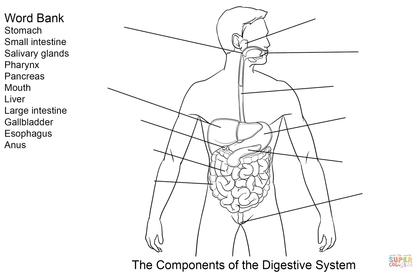 Components of Digestive System Worksheet coloring page | Free ...