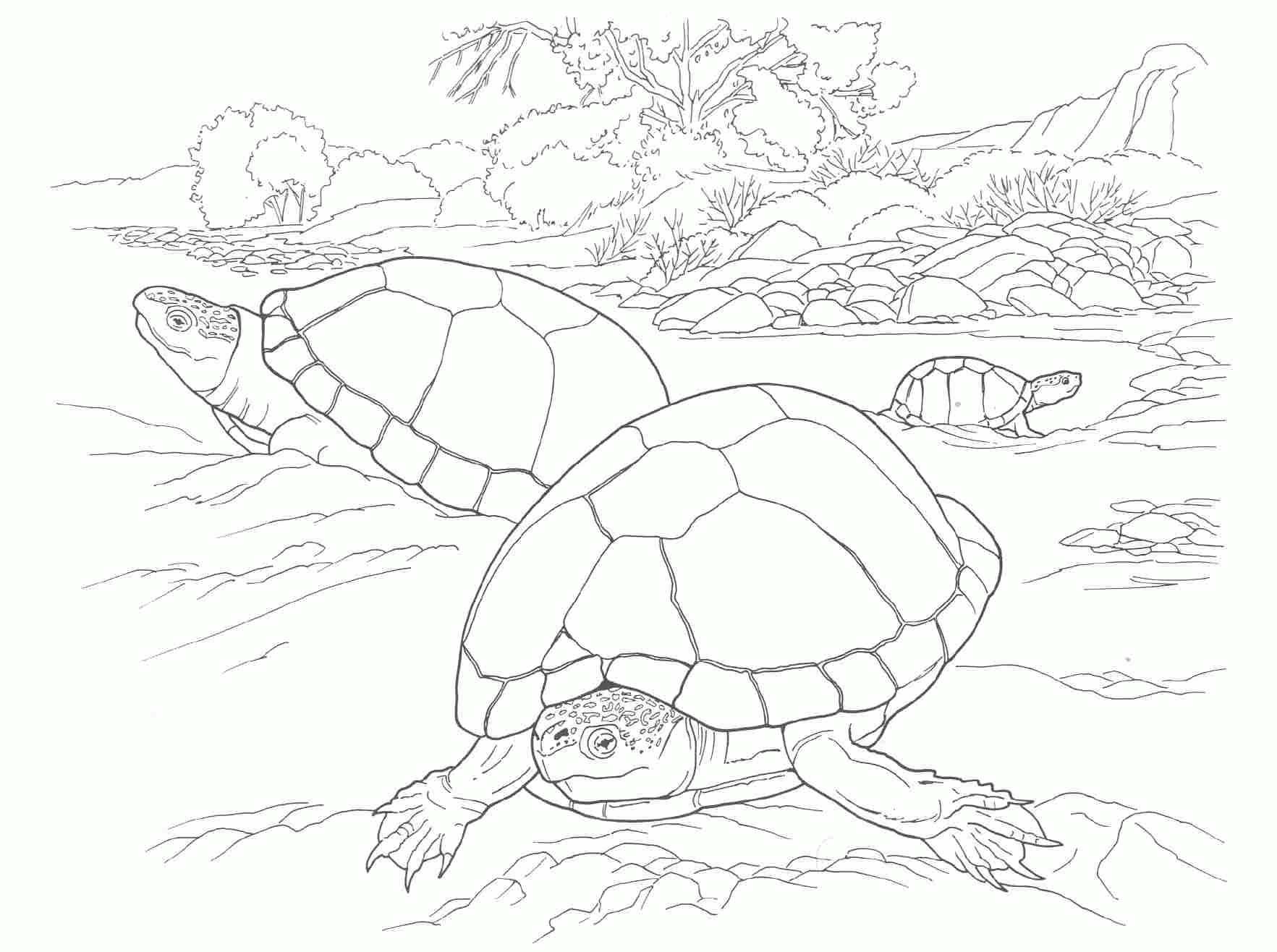 Related Turtle Coloring Pages item-12150, Turtle Coloring Pages ...