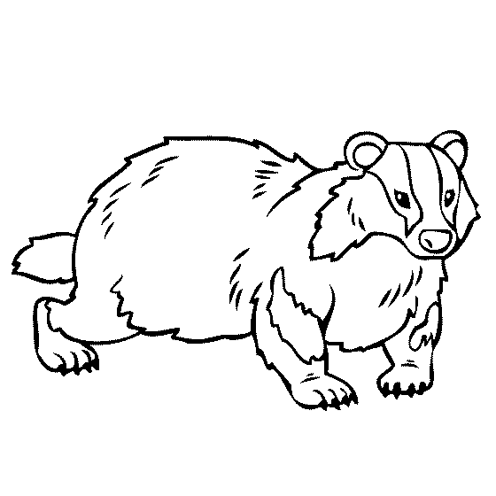 Badger Coloring Page | Coloring pages, Badger images, Badger pictures