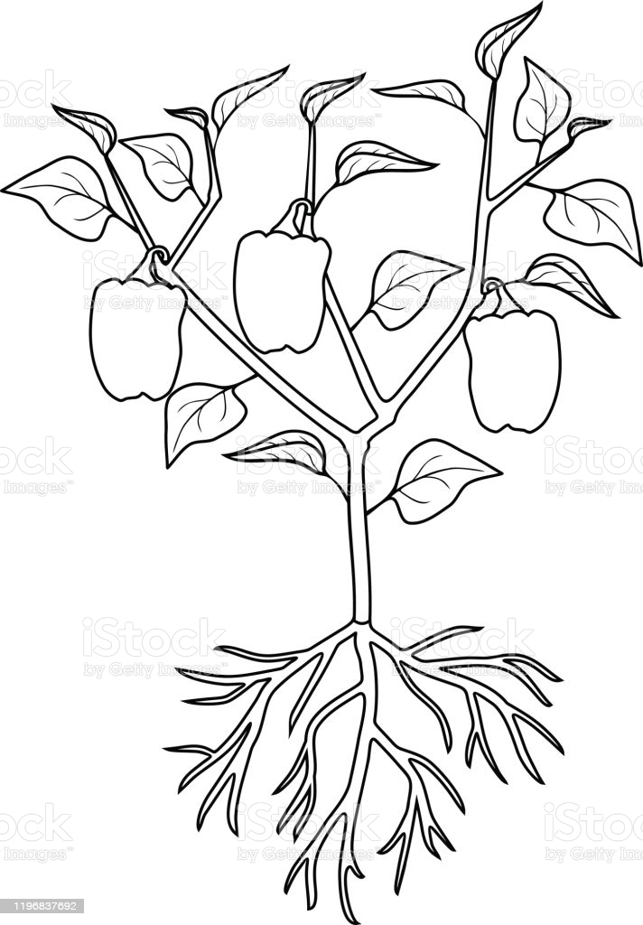 Coloring Page Pepper Plant With Leaves Peppers And Root System General View  Of Plant Isolated On White Background Stock Illustration - Download Image  Now - iStock
