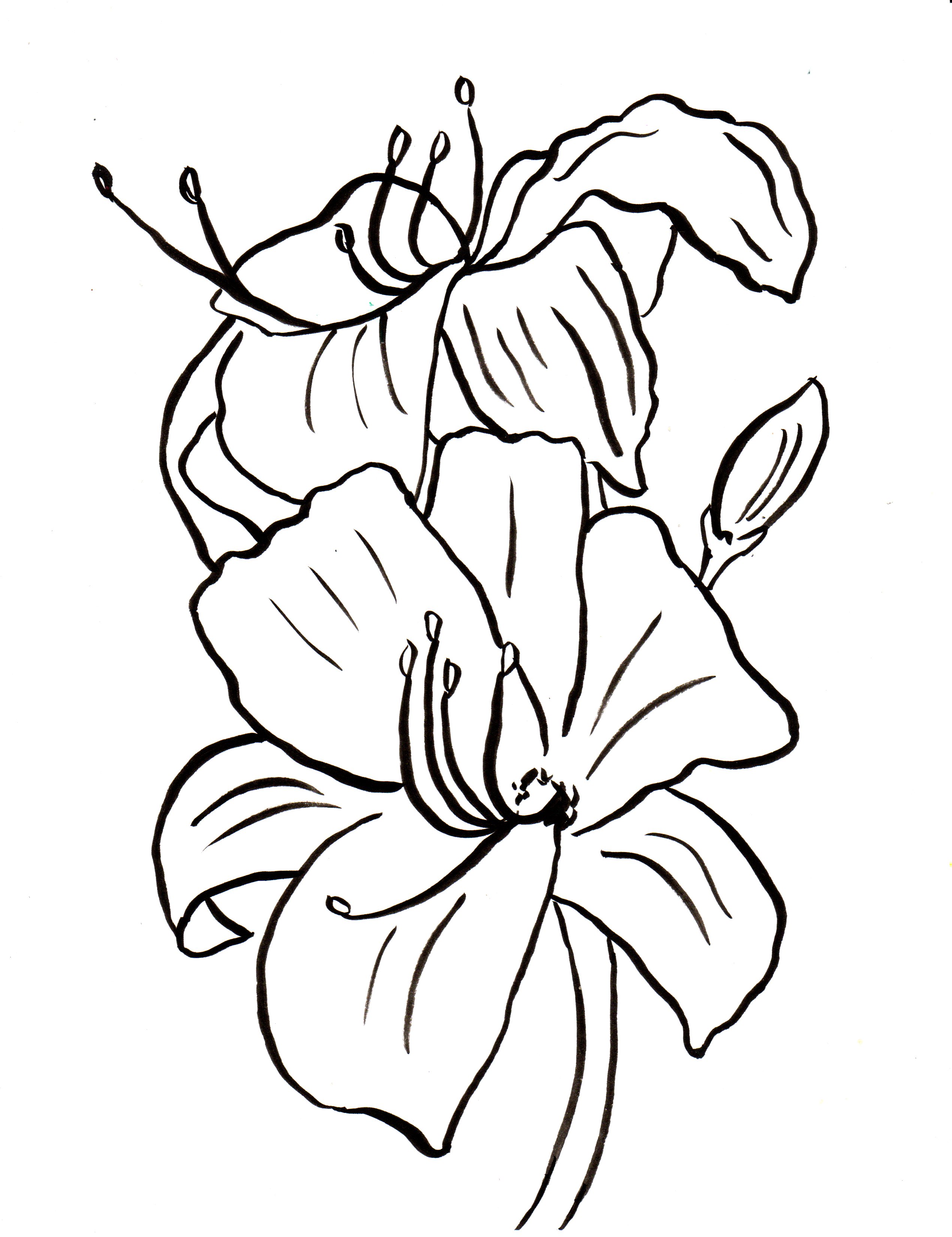 Coloring pages of lilies