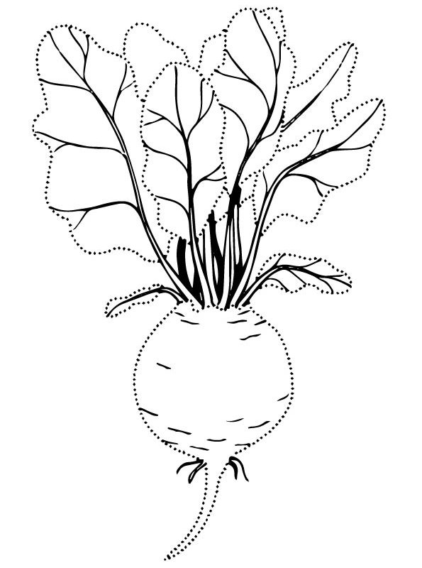 Kids-n-fun.com | Coloring page Vegetables Beet 4