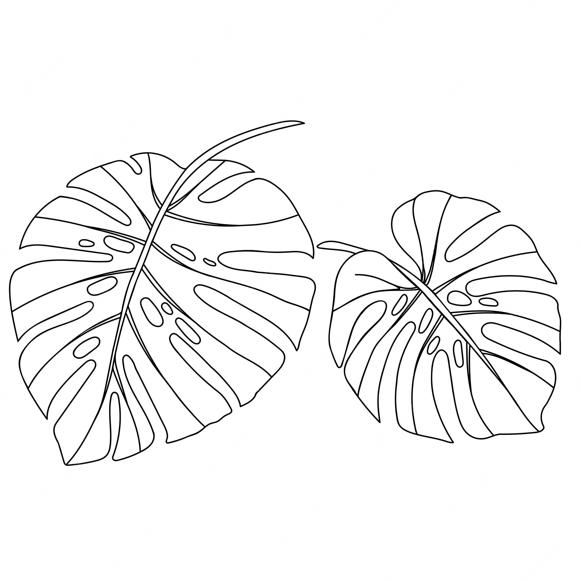 Premium Vector | Tropical monstera leaves vector outlined black on white  for coloring page or print
