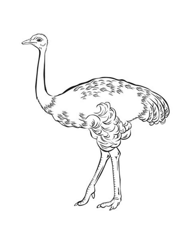 Free printable Emu coloring pages for kids. 1000+ best coloring page
