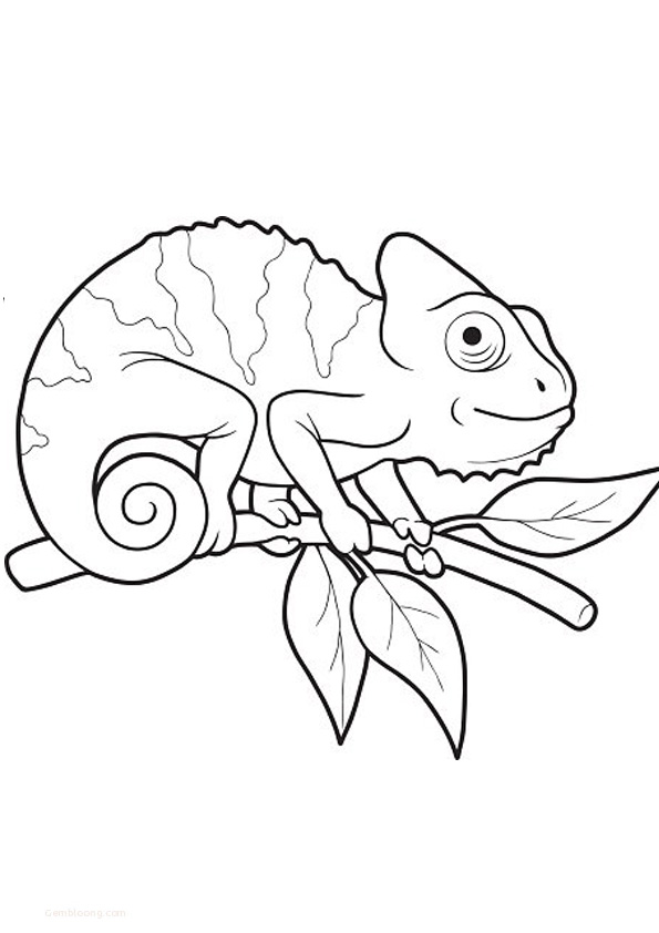 Coloring Pages | Chameleon on Branch Coloring Pages