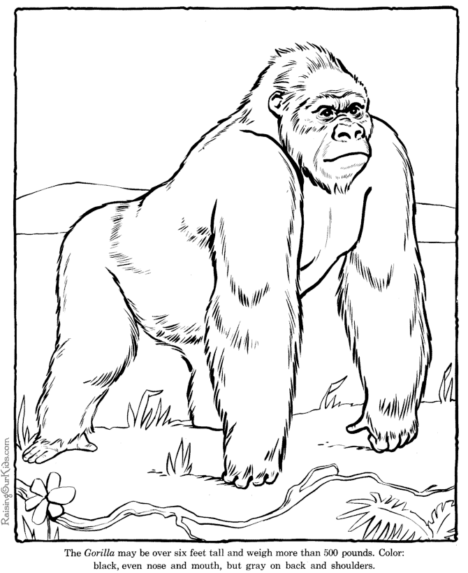 Gorilla coloring page - Animals Town - animals color sheet 