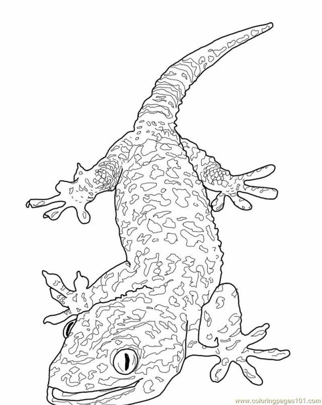 Coloring Pages Tokay Gecko Lizard Reptile Gt Lizard Free 224527 