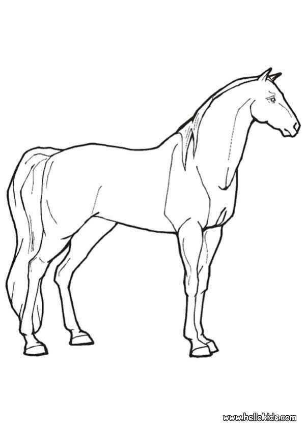HORSE coloring pages - Lovely mare