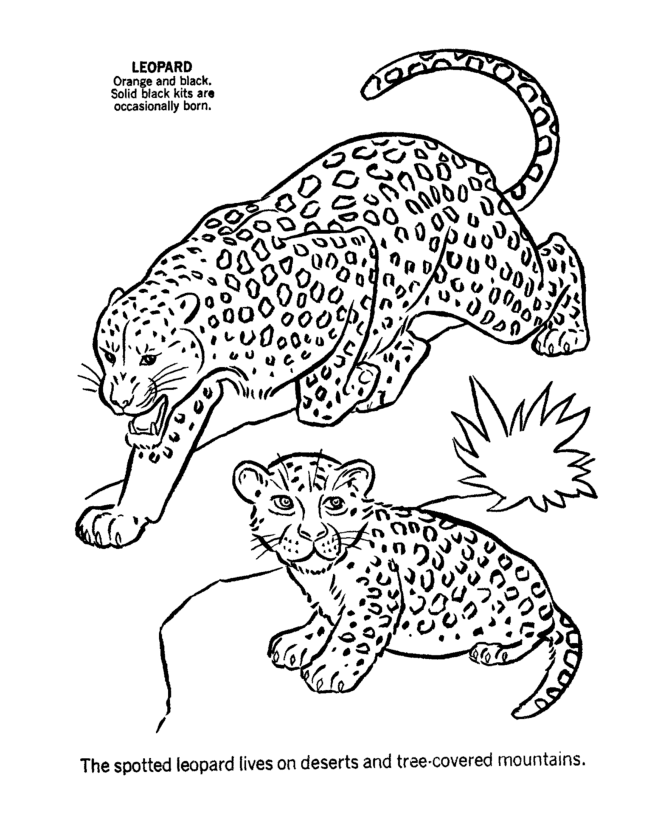 Male and Female Leopard coloring pages | Coloring Pages