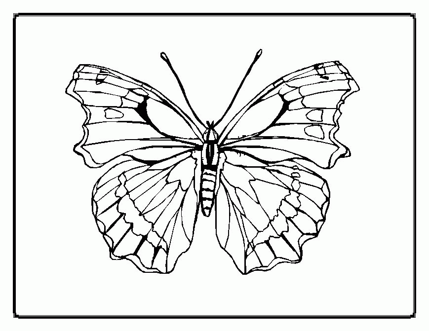 Animal Coloring Free Printable Butterfly Coloring Pages For Kids 