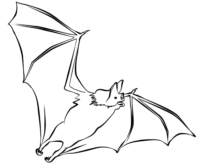 Coloring Pages Of Bats | Printable Coloring Pages