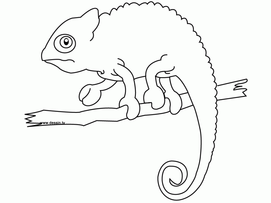 Chameleon Coloring Page Free Coloring Pages 266115 Chameleon 