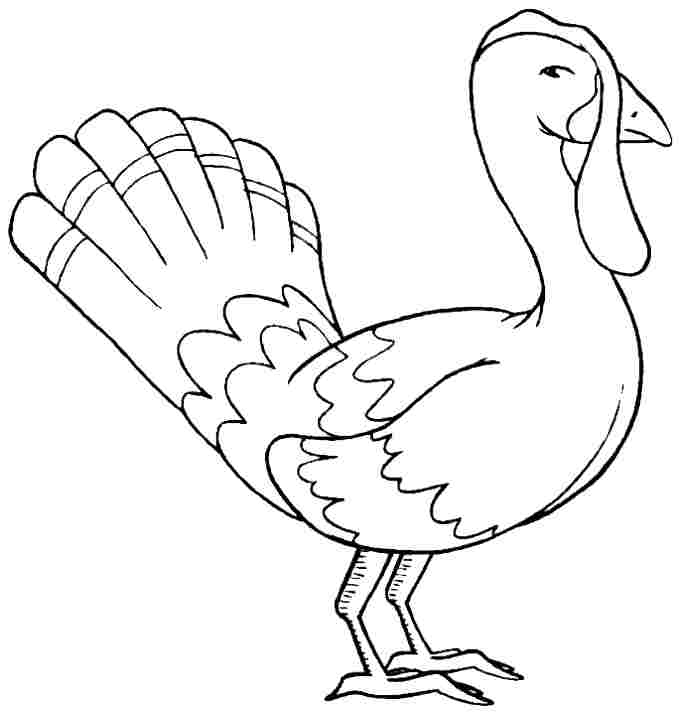 Printable Free Colouring Sheets Animal Turkey For Little Kids - #