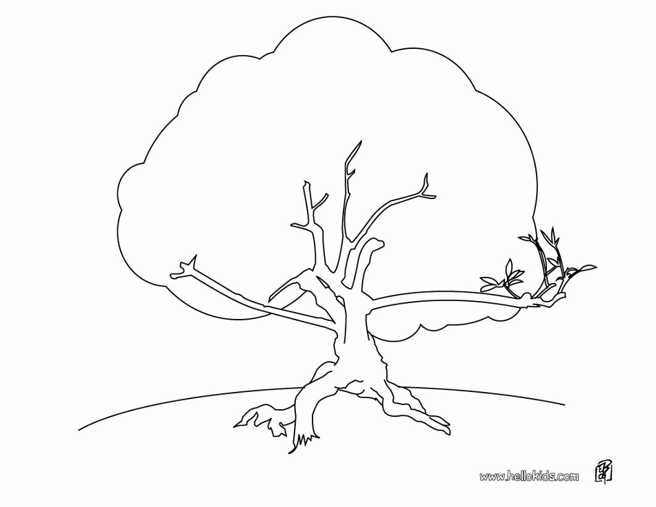 Beech tree coloring page | - coloring pages -