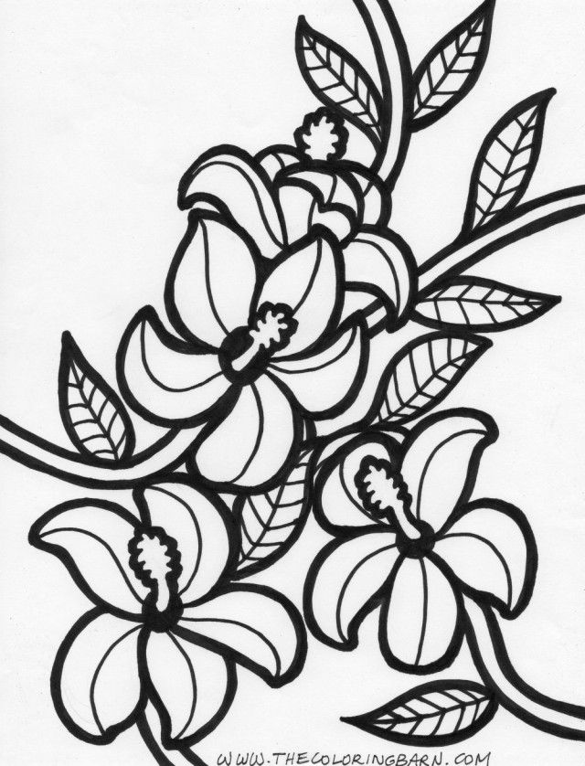 Hawaiian Flower Coloring Pages Printable Concept | ViolasGallery.