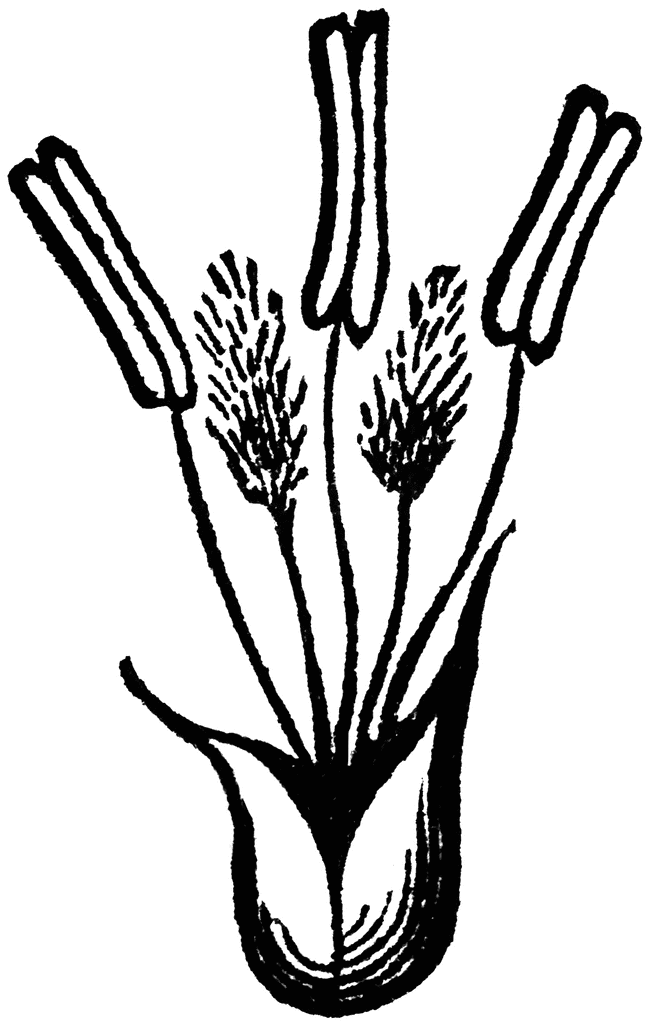 Timothy Grass | ClipArt ETC