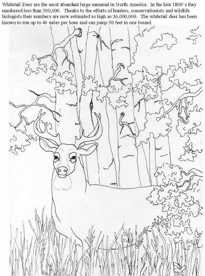 White Tailed Deer Coloring Pages - Free Printable Coloring Pages 