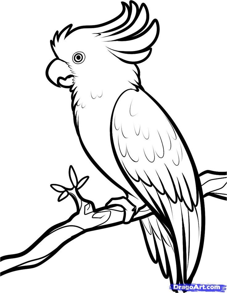 Cockatoo bird drawing | Figurines y manualidades