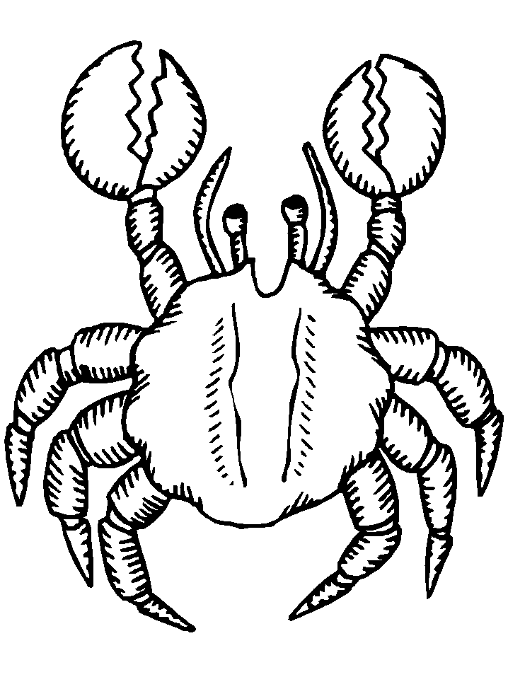 Crab Coloring Pages - Coloringpages1001.