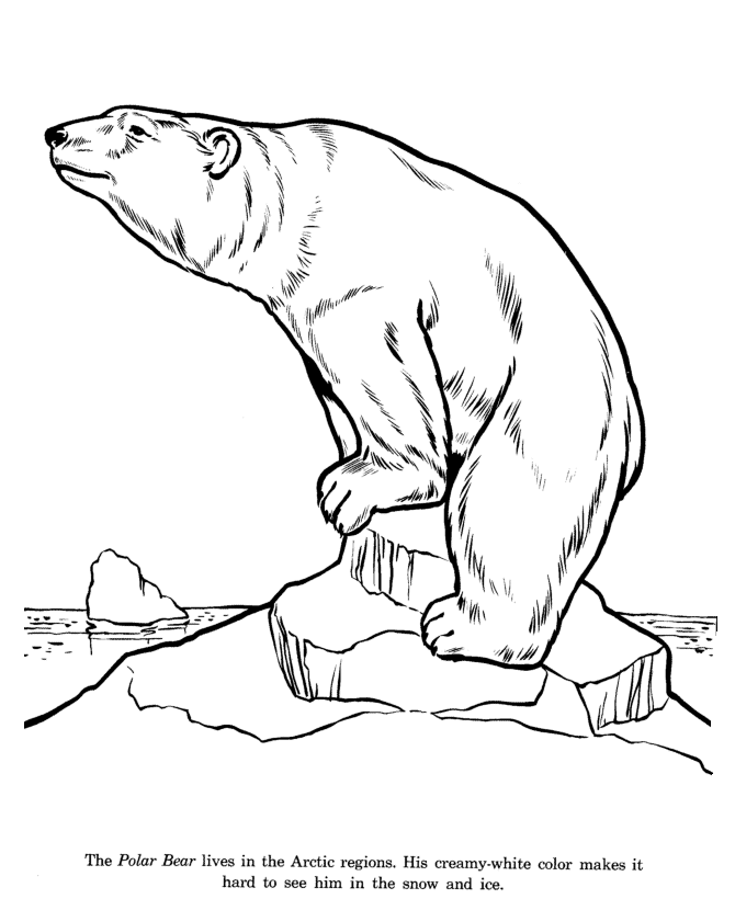 Animal Drawings Coloring Pages | Polar Bear animal identification 
