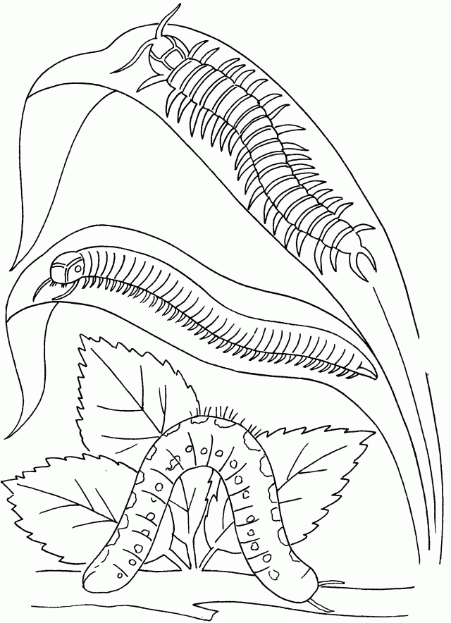 Butterflies And Insects Coloring Pages 15 Butterflies And 292784 