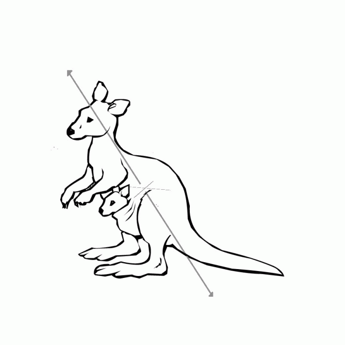 Kangaroo Color Pictures