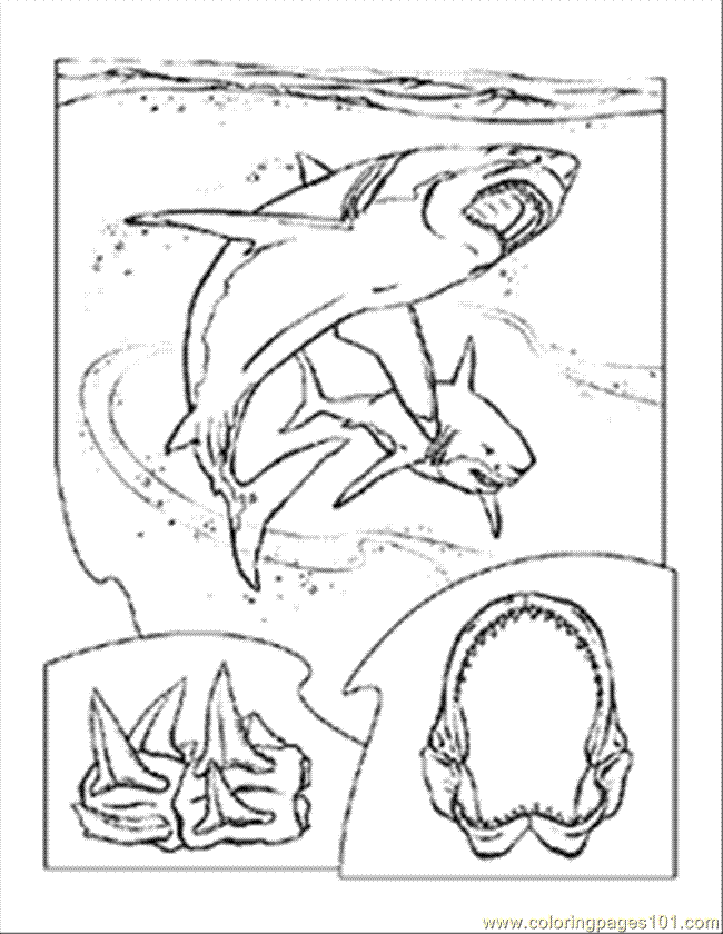 Coloring Pages Sketch Shark (Fish > Shark) - free printable 